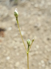 Phemeranthus confertiflorus
