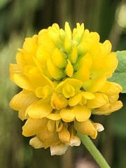 Trifolium aureum