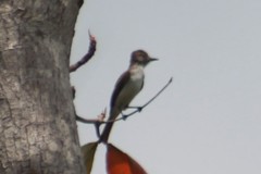 Myiarchus antillarum