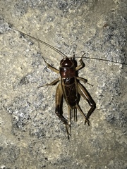 Teleogryllus mitratus