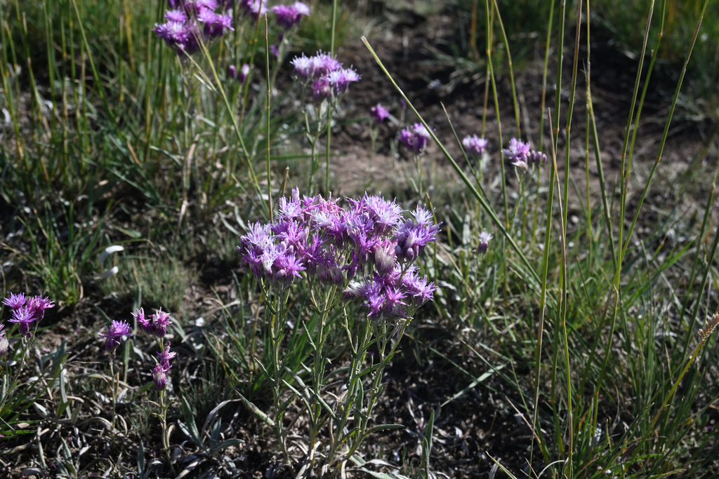 Saussurea cana
