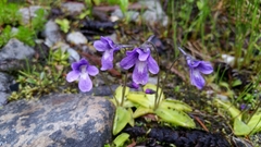 Pinguicula macroceras