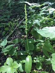 Platanthera ephemerantha