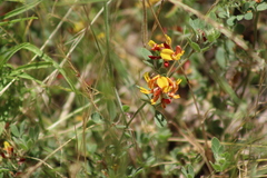 Acmispon decumbens decumbens