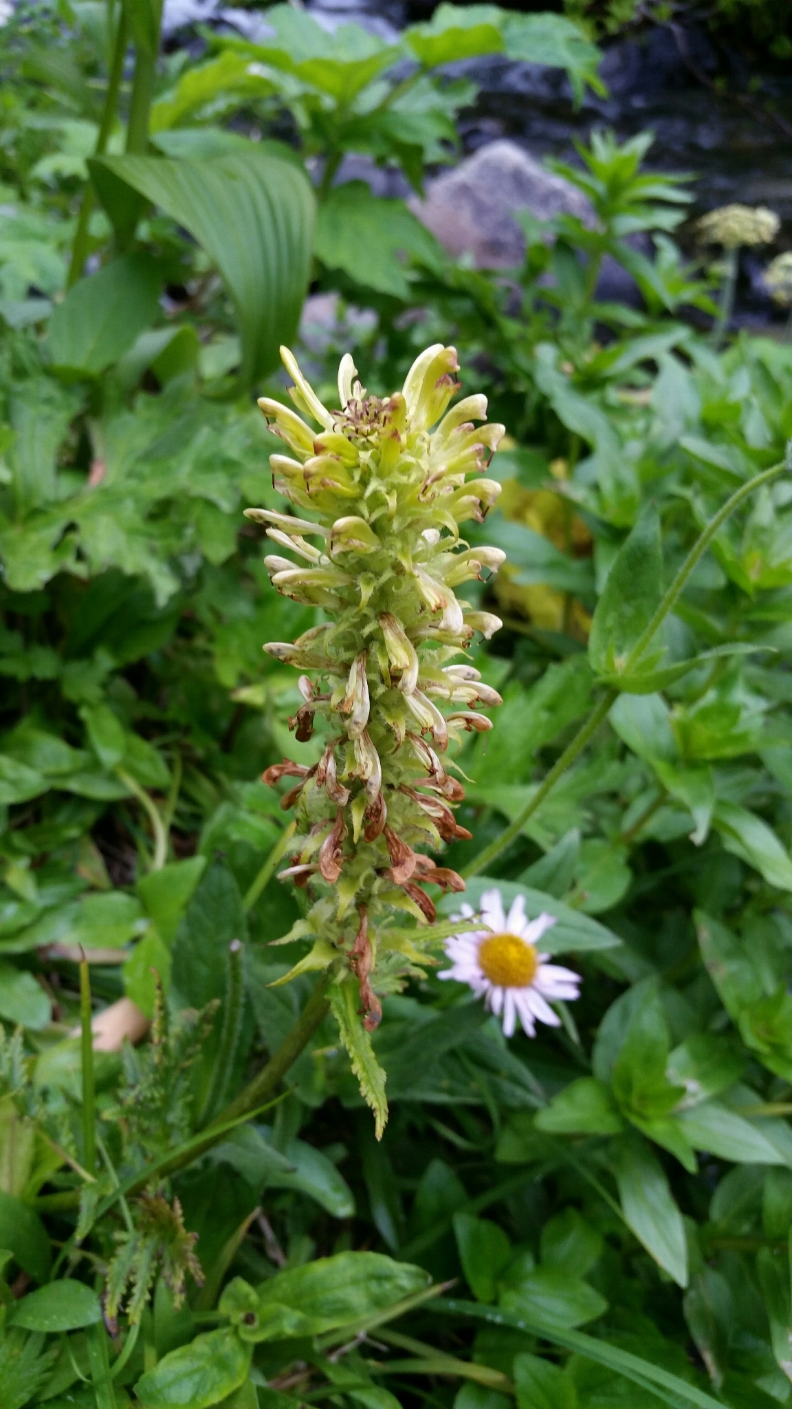 Pedicularis bracteosa var. flavida