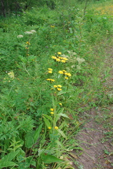 Picris japonica kamtschatica