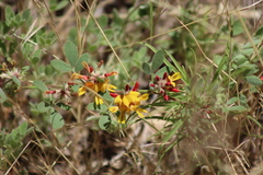 Acmispon decumbens decumbens