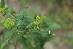 Sigesbeckia