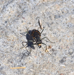 Cicindela haemorrhagica