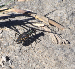 Cicindela haemorrhagica