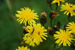 Picris japonica kamtschatica