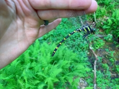 Cordulegaster erronea