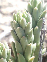 Sedum cockerellii