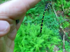 Cordulegaster erronea