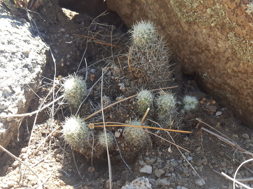 Pelecyphora sneedii