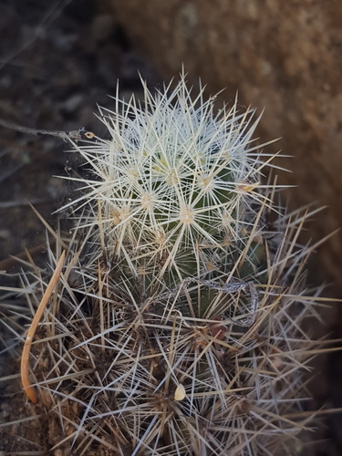 Pelecyphora sneedii