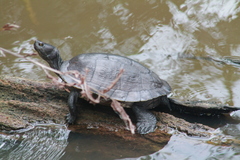 Trachemys stejnegeri