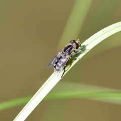 Parhelophilus flavifacies