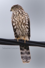 Accipiter chilensis