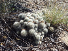 Escobaria organensis