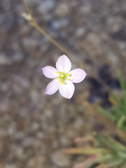 Phemeranthus confertiflorus