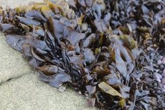 Mazzaella laminarioides