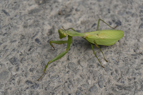 Chinese Reddish Mantis