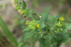 Sigesbeckia