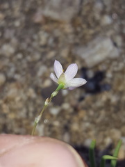 Phemeranthus confertiflorus
