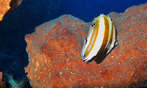 Twospot coralfish (Coradion melanopus) — Chaetodontidae — 5