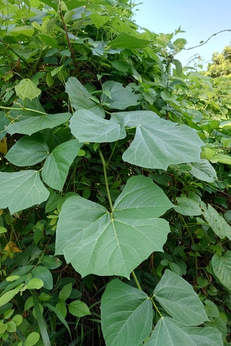 Image of Pachyrhizus erosus by (c) 如此甚好, some rights reserved (CC BY)