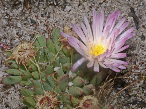 Lampranthus antonii