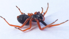 Trachelopachys gracilis