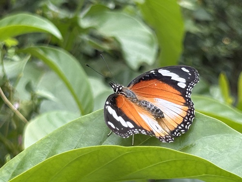 Danaid Eggfly