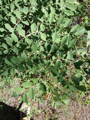 Hosackia crassifolia