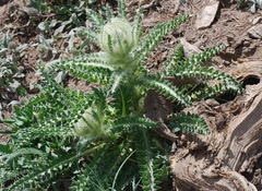 Cirsium scariosum