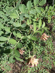 Hosackia crassifolia