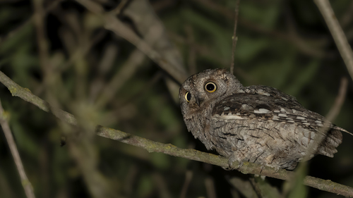 Petit-duc scops