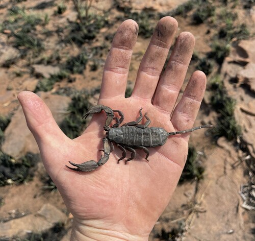 Magaliesberg Rock Scorpion