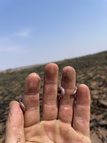 Delalande's Beaked Blind Snake