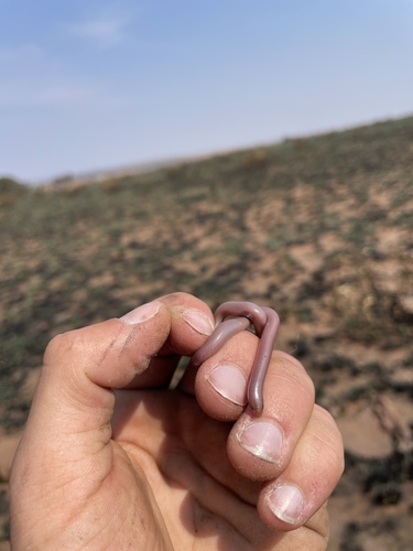 Delalande's Beaked Blind Snake