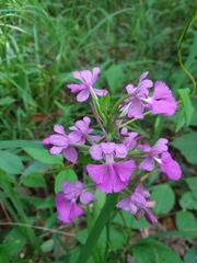 Platanthera peramoena
