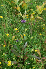 Saussurea pseudotilesii