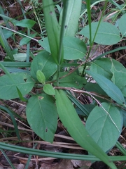 Platanthera peramoena
