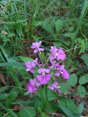 Platanthera peramoena