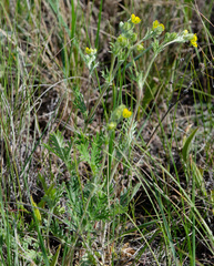 Potentilla bipinnatifida