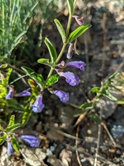 Scutellaria antirrhinoides