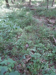 Platanthera peramoena