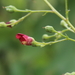 Scrophularia californica - Photo (c) jalopy, μερικά δικαιώματα διατηρούνται (CC BY-NC), uploaded by jalopy