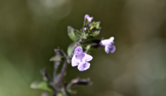 Clinopodium menthifolium ascendens